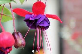 Fuchsia flower